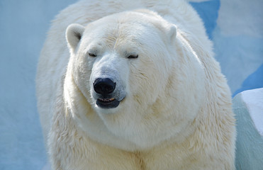 Белый медведь.