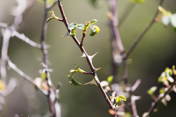 thorns on the branches of a plant