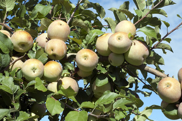 Pink Lady, Apfel, Malus, domestica