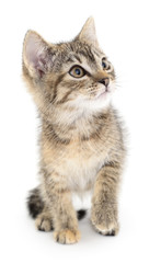 Kitten on a white background