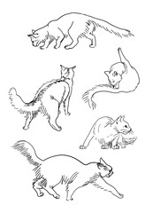 Set of vector sketch cats