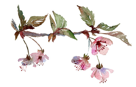 Hand painted watercolor illustration of cherry blossom, sakura branch with pink flowers. Original art. Greeting card template.