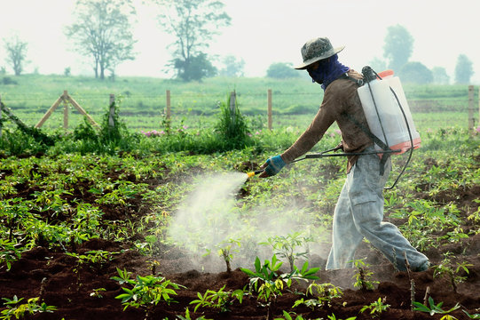 farmer spraying pesticide in the cassava field