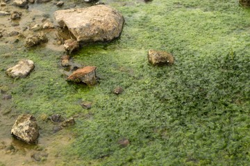 Algae growing in water polluted by fertilizer