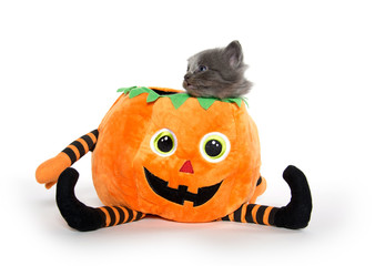 Cute gray kitten in pumpkin