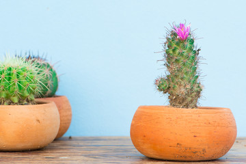 Cactus With Pink Flower in flower pot on wood table