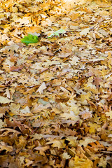 Oak dry leaves fallen on the ground with a green leaf