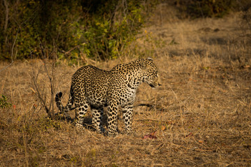 Leopard in morning sun