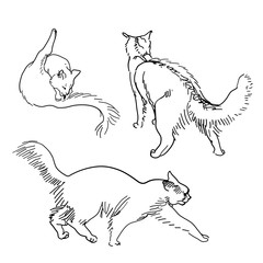 Set of vector sketch cats