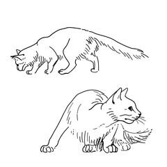 Set of vector sketch cats