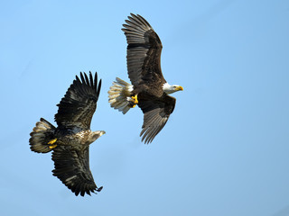 American Bald Eagles Battle in the Sky