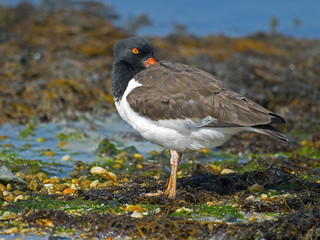 American Oystercatcher resting on beach