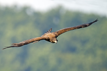 Juvenile American Bald Eagle in Flight