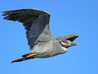 Yellow-crowned Night Heron in Flight