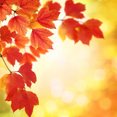  branch with autumn leaves