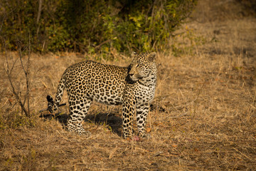 Fototapeta na wymiar Leopard in morning sun
