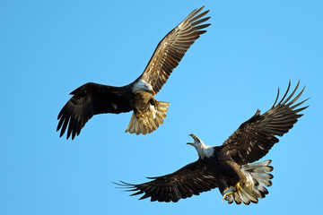 American Bald Eagles Battle in the Sky