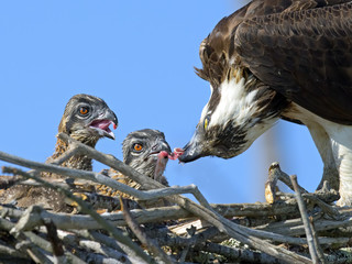 Adult Osprey feeding chicks