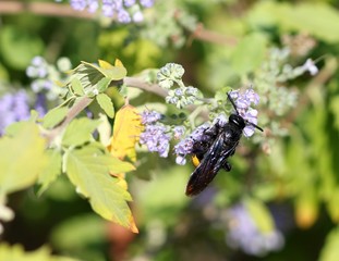 Оса сколия гигантская на цветах
