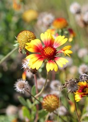 Осенние цветы