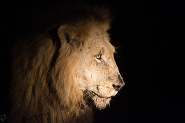 Lion at night