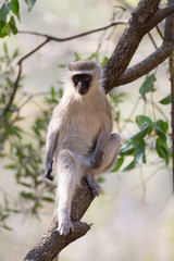 vervet monkey in a tree