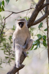vervet monkey in a tree