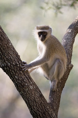 vervet monkey in a tree