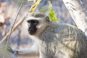 vervet monkey in a tree