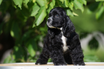black american cocker spaniel puppy standing outdoors