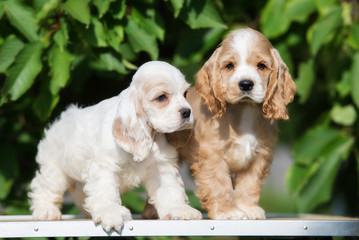 two adorable american cocker spaniel puppies