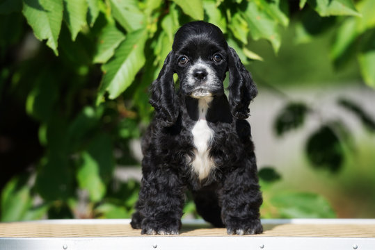 black and white american cocker spaniel puppy standing outdoors