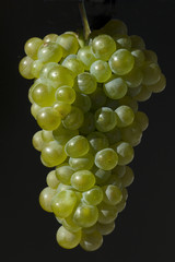 Weissburgunder, Weisswein, Weisse, Weintrauben,