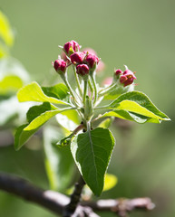 flowers on apple tree in nature