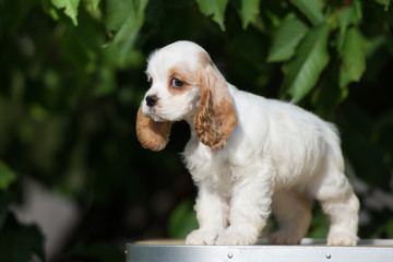 adorable american cocker spaniel puppy standing outdoors