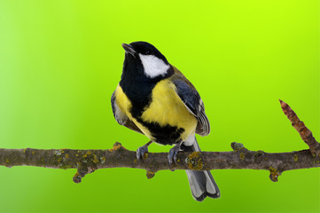 Naklejka premium Great tit
