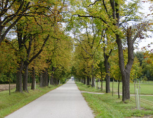 Allee mit Kastanienbäumen