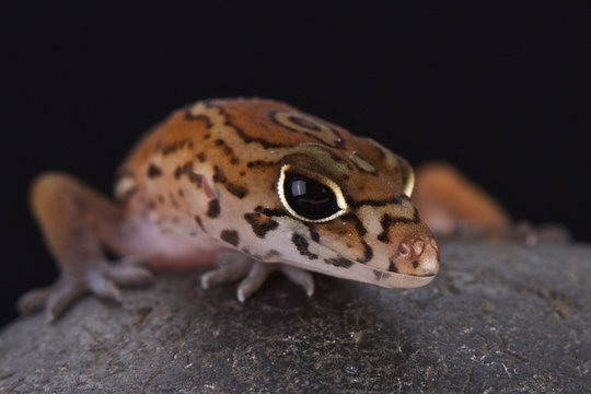 Yucatán Banded Gecko (Coleonyx elegans)