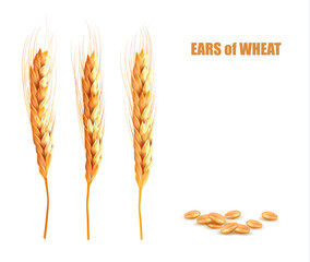 Ears of wheat. Vector illustration.