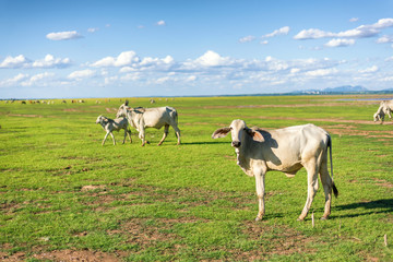 Fototapeta premium Cows grazing on a green lush meadow