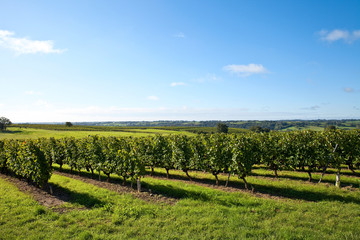 Vigne en bord de Loire > Layon > France