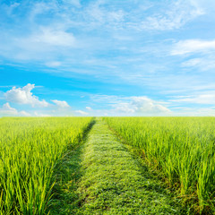 image of rice field and clear blue sky for background usage.