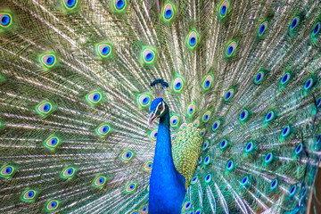 Fototapeta na wymiar Portrait of beautiful peacock with it feathers out