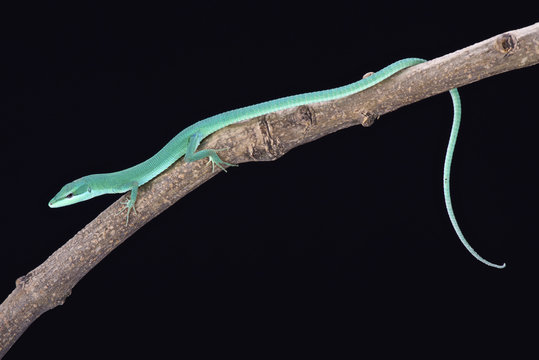 Sakishima grass lizard (Takydromus dorsalis)