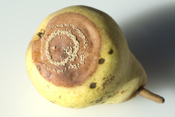 Williams, Christ, Birne, Pyrus communis, © Ruckszio