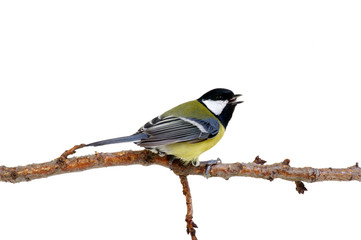 great tit