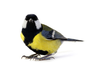 Obraz premium great tit