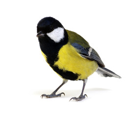 great tit