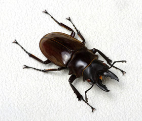 Stag beetle