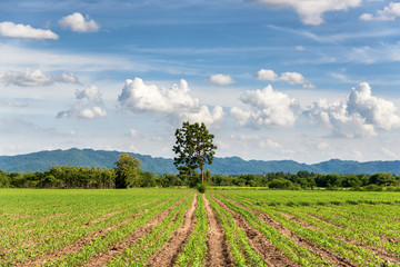 Fototapeta na wymiar Field of Green Growing Crops with a Beautiful Blue Sky Above